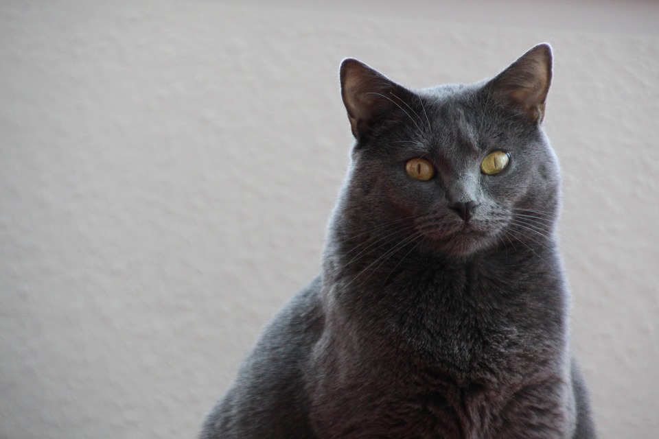 Kartezianinė katė pripažįstama nacionaline Prancūzijos veisle.